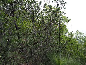 Melaleuca pyramidalis (habit).JPG