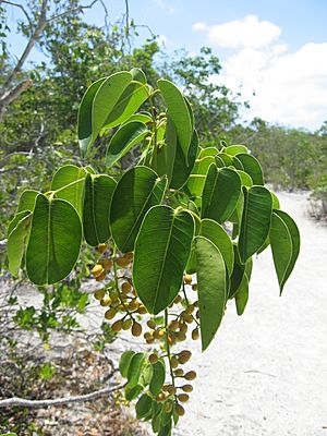 Metopium toxiferum.jpg