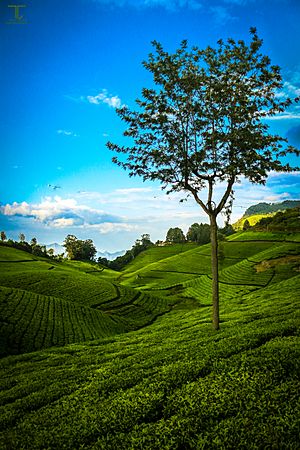 Nonsuch Estate, Coonoor