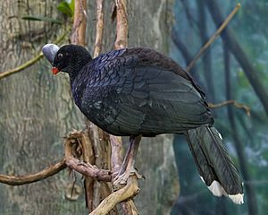 NorthernHelmetedCurassow02.jpg