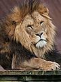 Panthera leo (male) Colchester Zoo