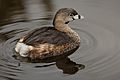 Pied-billed Grebe 0561