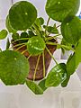 Pilea- miami jungle