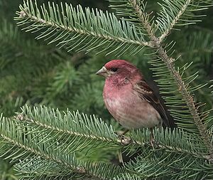 Purple Finch on a Fir branch