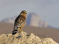 Red-shouldered-hawk 1