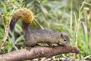 Red-tailed squirrel (Sciurus granatensis chrysuros) male Caldas.jpg