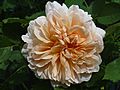 Rosa 'Tea Clipper' J3