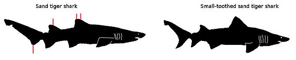 Sandtigersharkspecies