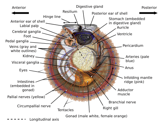 Scallop Diagram2