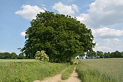 Schleswig-Holstein, Warringholz, Naturdenkmal NIK 6606