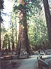 Mariposa Grove Museum