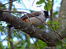 Sooty-headed Bulbul