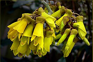 Sophora microphylla.(Kowhai) (14901091036)