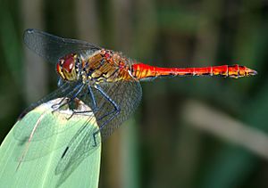 Sympetrum sanguineum - side (aka)