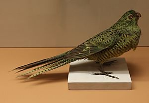 Taxidermied Pezoporus wallicus