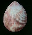 Trachycardium maculosum 002