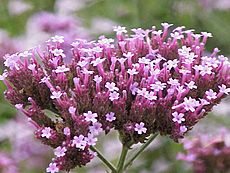 Verbena bonariensis1.jpg