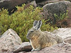 Viscacha.jpg