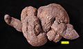 Wilkes pseudocoprolite