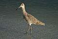 Willet 2