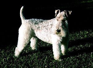 Wire Fox Terrier