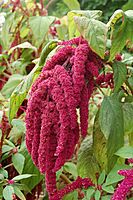 3836 - Amaranthus caudatus (Zieramaranth)