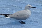 Adult gull in shallow water