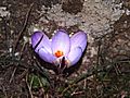 Albertacce Crocus corsicus