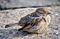 Alpenquai Zürich - Passer domesticus 2014-09-15 17-37-56