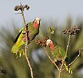 Amazona leucocephala -Matanzas, Matanzas Province, Cuba -two-8