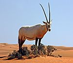 Arabian oryx (oryx leucoryx).jpg