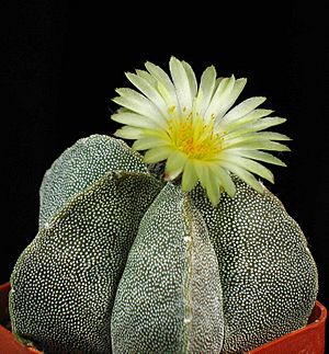 Astrophytum myriostigma first flower.jpg