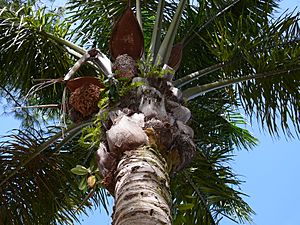 Attalea maripa closeup