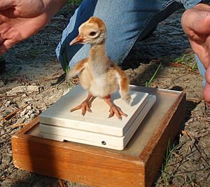 Baby Mississippi Sandhill Crane