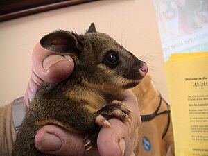 Baby common brushtail no 1