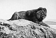 Barbary lion.jpg