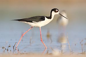 Black-necked Stilt of Quintana Texas1