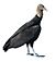 Black Vulture RWD2013A white background.jpg