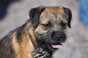 Border Terrier Kamu