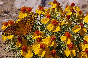 Butterfly on Desert zinnia, BLM