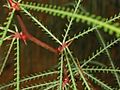 Caesalpiniaceae - Parkinsonia aculeata-3