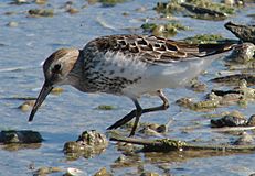 Calidris alpina juv.jpg