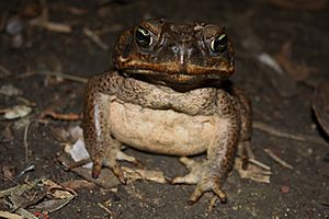 Cane Toad (Bufo marinus)