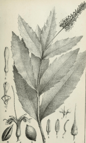 Capture Macadamia ternifolia.png