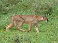 Caracal hunting in the serengeti