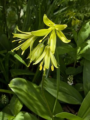 Clintonia borealis 140615.jpg