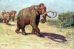 Columbian mammoth.jpg