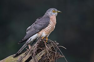 Common Hawk Cuckoo, from Dhaka, Bangladesh