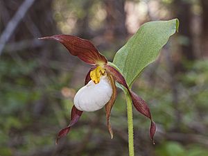 Cypripedium montanum - Flickr 002.jpg