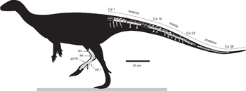 Diluvicursor skeleton.png